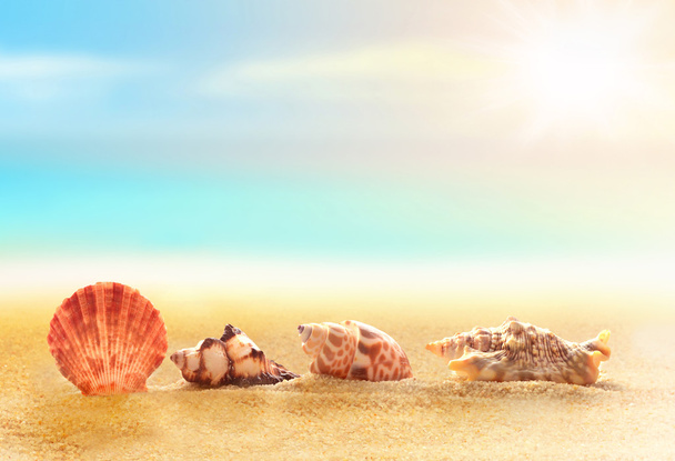 κοχύλια στην αμμώδη παραλία - Φωτογραφία, εικόνα