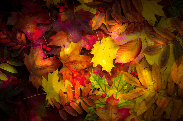 Colorful autumn leaves background. - Photo, Image
