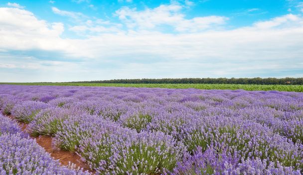 Field of lavender flowers - Photo, Image