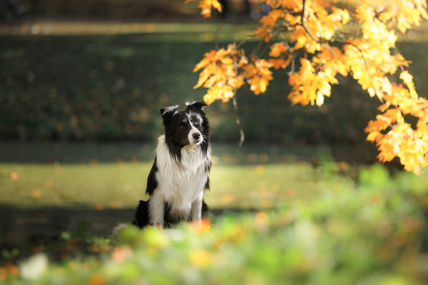 Dog breed Border Collie - Фото, зображення