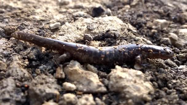 Lizard Newt.. - Footage, Video