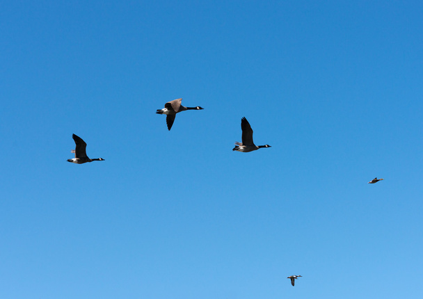 Geese With Duck Leading Flight - Photo, Image
