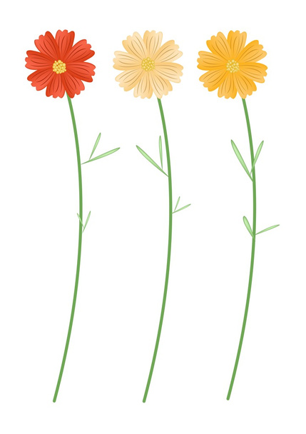 Yellowe と白い背景の上のオレンジ色のコスモスの花 - ベクター画像