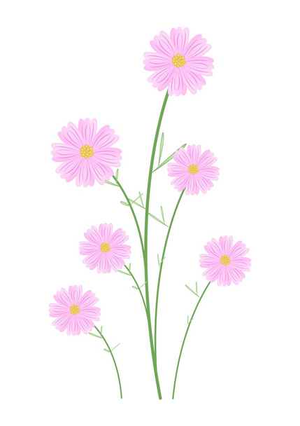 Світло рожевий Cosmos квіти на білому тлі - Вектор, зображення