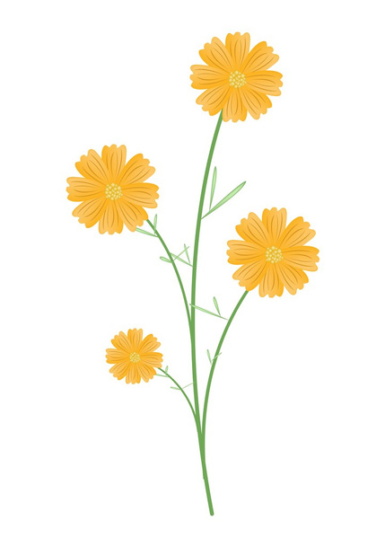 Beautiful Yellow Cosmos Flowers on White Background - Vector, Image