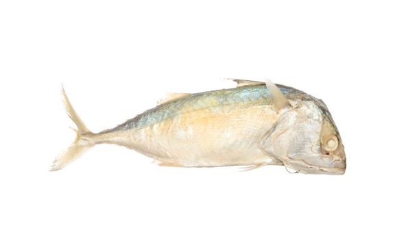makrela izolovaných na bílém - Fotografie, Obrázek