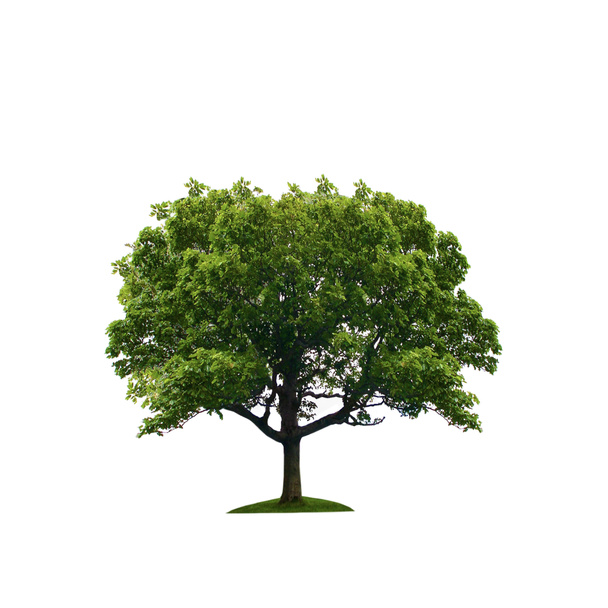 Puu eristetty valkoista taustaa vasten - Valokuva, kuva