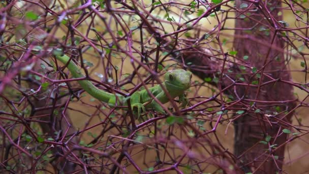 ein seltener grüner Gecko-Neuseeland - Filmmaterial, Video