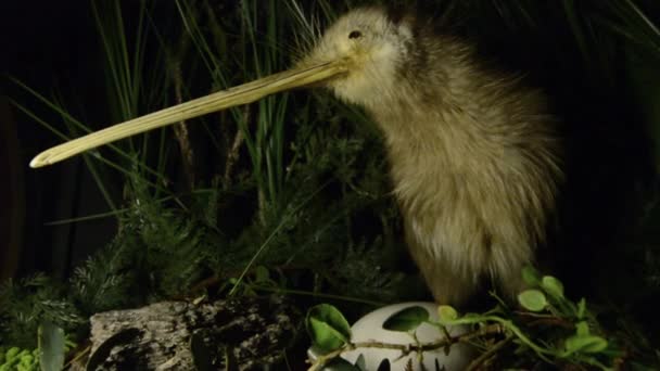 Pássaro Kiwi e um ovo
 - Filmagem, Vídeo