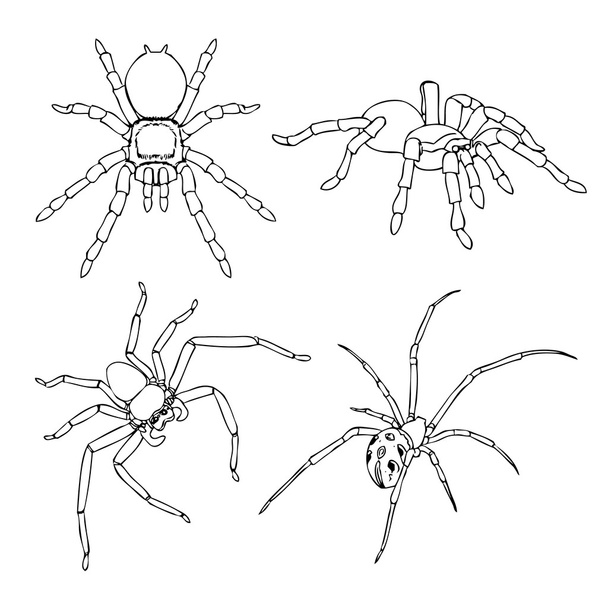 spider - Vetor, Imagem