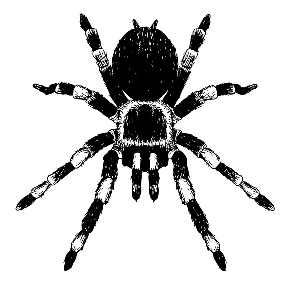 spider - Διάνυσμα, εικόνα
