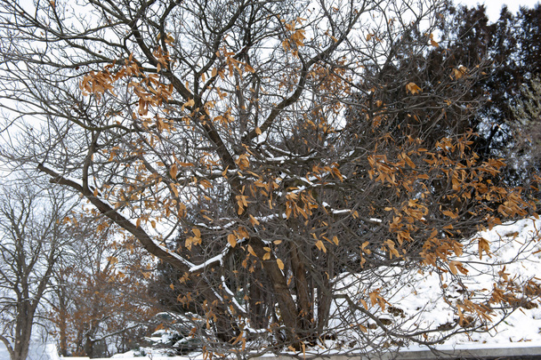 Inverno - Foto, Imagem