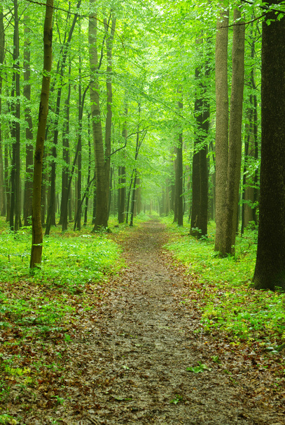 Green forest - Valokuva, kuva