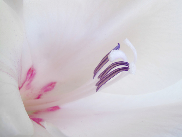 bliska biała gladiola - Zdjęcie, obraz