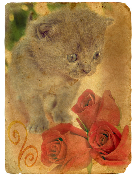 γατάκι και τριαντάφυλλα. παλιά καρτ-ποστάλ. - Φωτογραφία, εικόνα