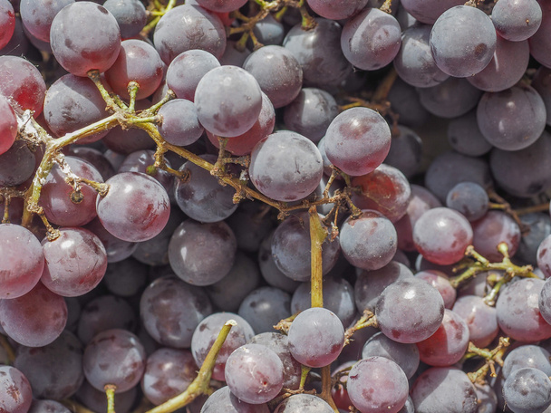Vörös szőlő gyümölcs - Fotó, kép