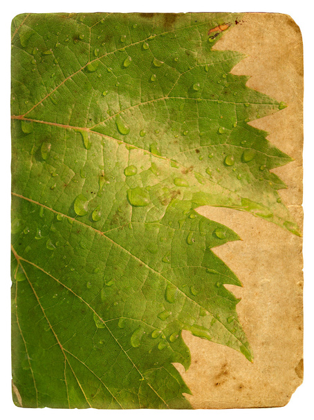 Green leaf vine. Old postcard. - 写真・画像