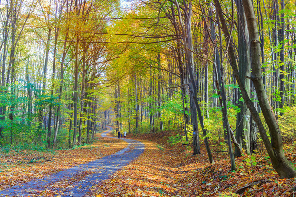 voetpad wikkelen door kleurrijke bos - Foto, afbeelding