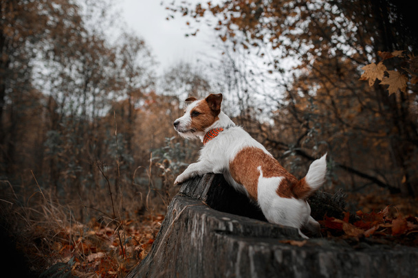 Dog breed Jack Russell Terrier - Φωτογραφία, εικόνα