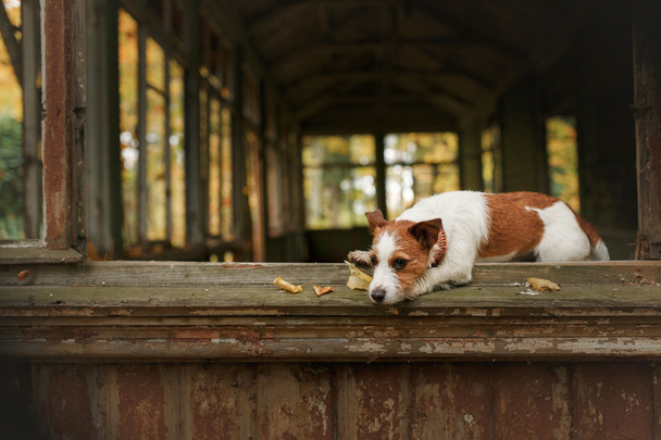 犬の品種ジャック・ラッセル・テリア - 写真・画像