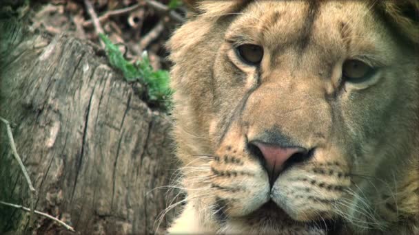 Mouvement lent avec un lion adulte sur un tronc d'arbre reposant
 - Séquence, vidéo