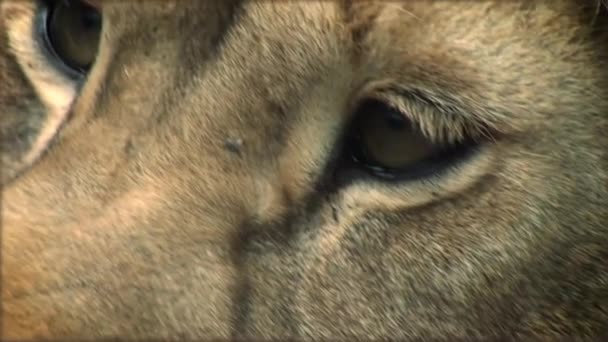 Movimento lento com um leão adulto em um tronco de árvore descansando
 - Filmagem, Vídeo