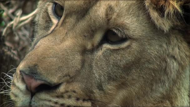 Zeitlupe mit einem erwachsenen Löwen auf einem Baumstamm - Filmmaterial, Video