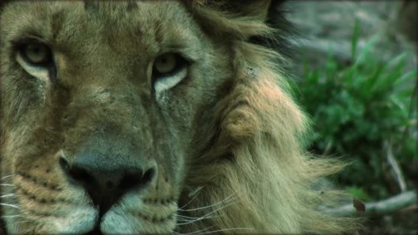 Slow Motion met een volwassen leeuw op een boomstam rusten - Video