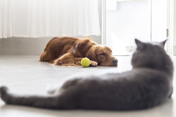Katten en honden - Foto, afbeelding