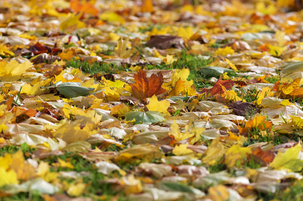 Восени фон
 - Фото, зображення