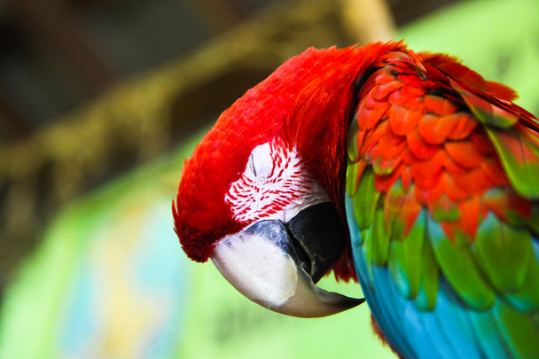 Sleeping Macaw Parrot - Photo, Image
