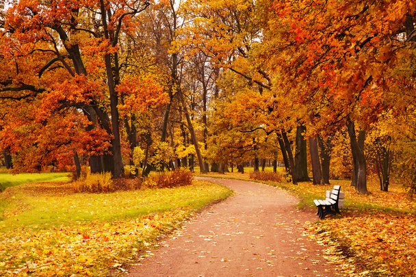 Arbres d'automne colorés dans le parc
 - Photo, image