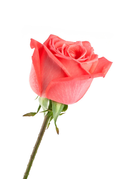 Kaunis vaaleanpunainen ruusu, jossa lehdet eristetty
 - Valokuva, kuva