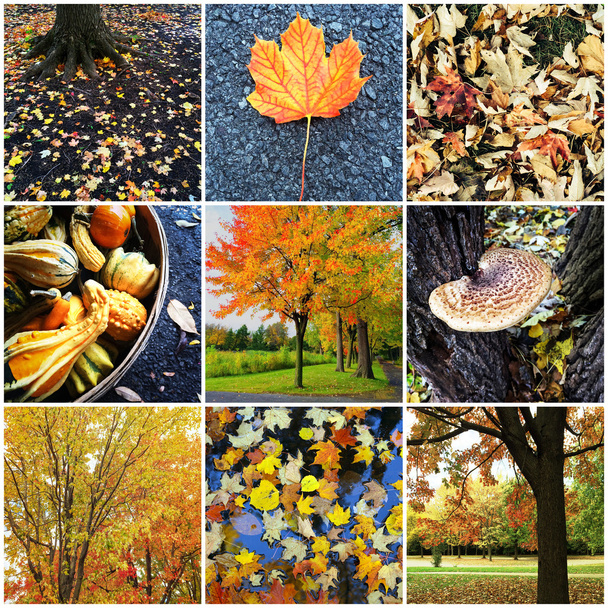 秋の自然のコラージュ - 写真・画像