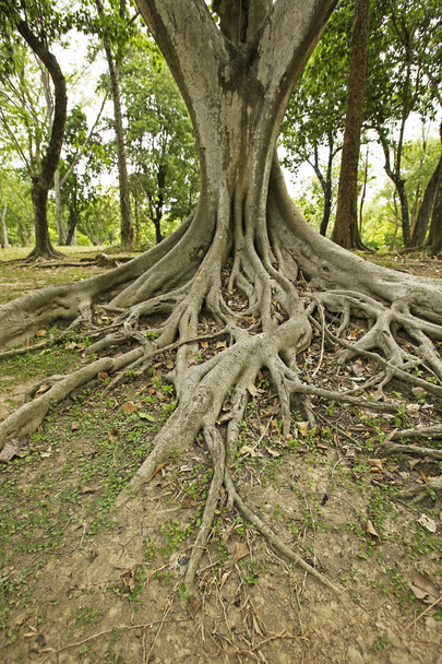Shot of a Banyan Tree in Thailand - Photo, Image