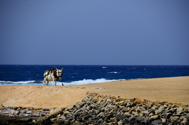 burro na praia e no mar
 - Foto, Imagem
