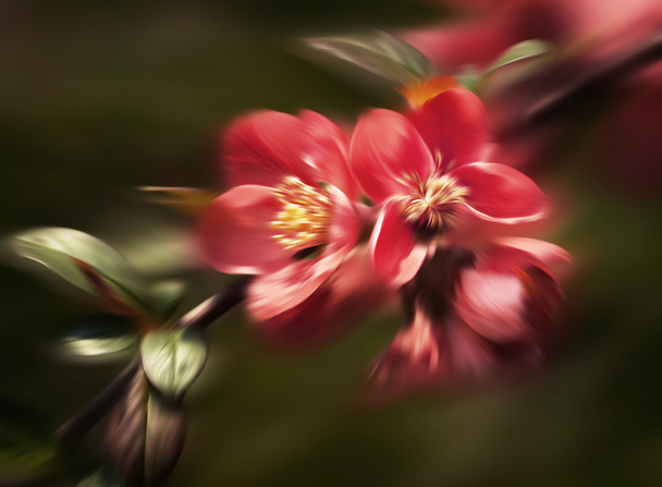 membrillo rojo de floración
 - Foto, Imagen