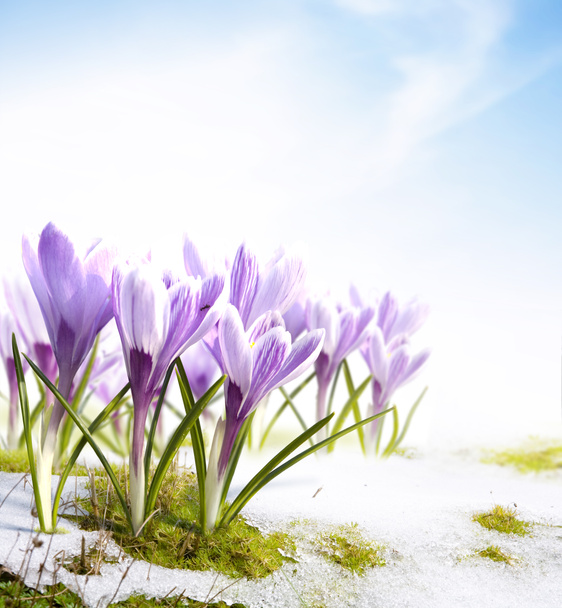 Art spring crocus flowers in the snow Thaw - Photo, Image