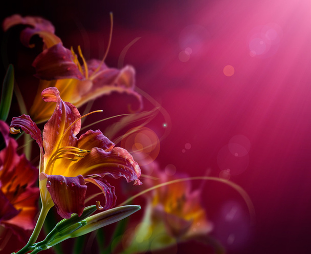 Flowers on a red background .With copy-space - Photo, Image