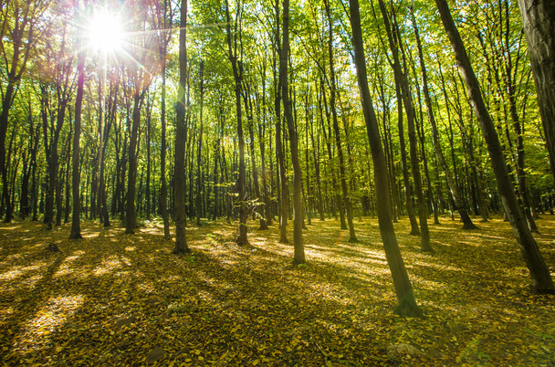 秋の森の木 - 写真・画像