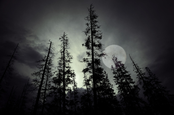 Straszne lasu z wielkim pełni księżyca - Zdjęcie, obraz