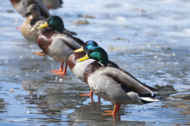 Mallard ducks lined up. - Photo, Image