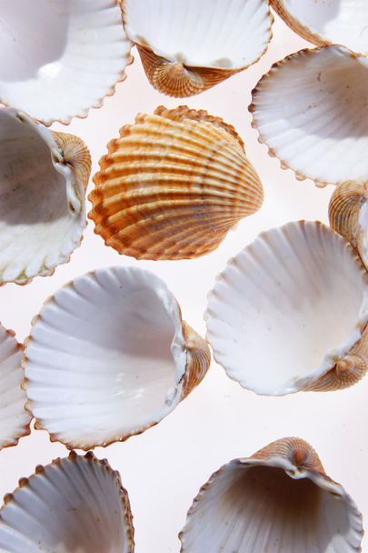 Shells - Фото, изображение