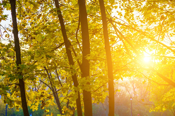 Яркое солнце светит сквозь ветви осенних деревьев
 - Фото, изображение