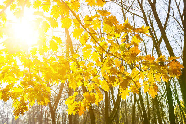 Sole che splende tra i rami di quercia
 - Foto, immagini