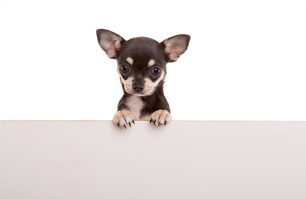 Chihuahua cucciolo - ripresa in studio
 - Foto, immagini