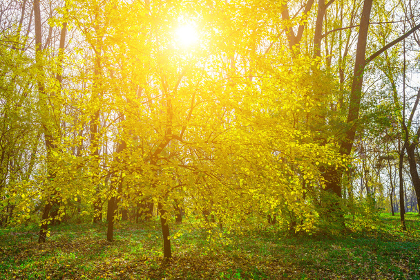 Осеннее жёлтое дерево и яркое солнце среди ветвей
 - Фото, изображение