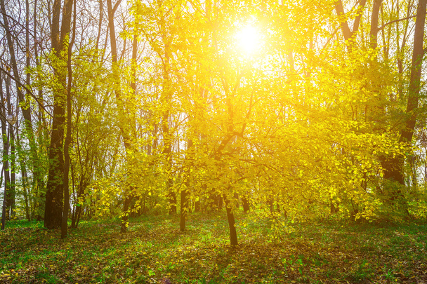 Autumn Park z Sunlight przez oddziały - Zdjęcie, obraz