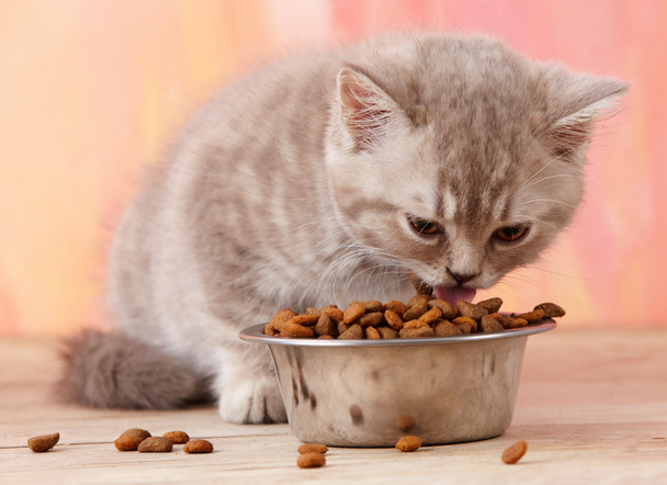 yavru kedi yemek - Fotoğraf, Görsel