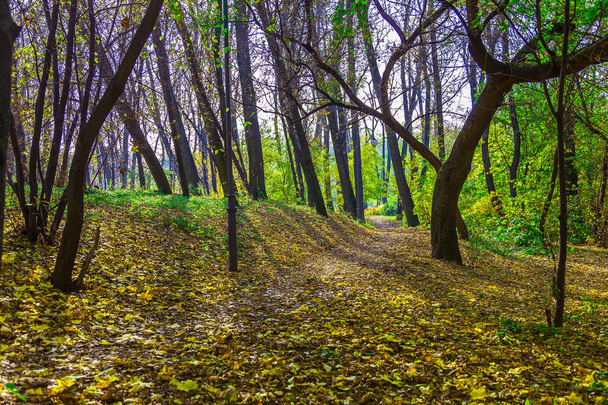 Осенний парк с тропинкой среди опавших листьев
 - Фото, изображение